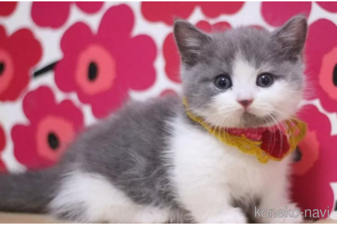 成約済の東京都のマンチカン(短足)-100751